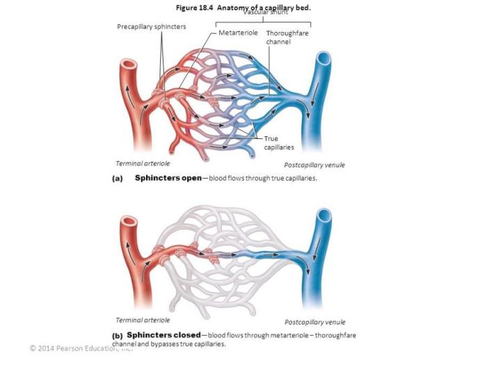 Capillaries lymph lymphatic function