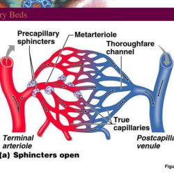 Label the structures of the capillary bed