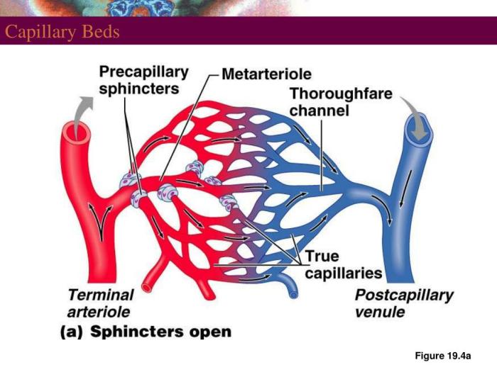 Label the structures of the capillary bed