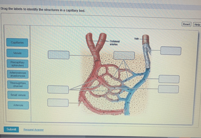 Label the structures of the capillary bed