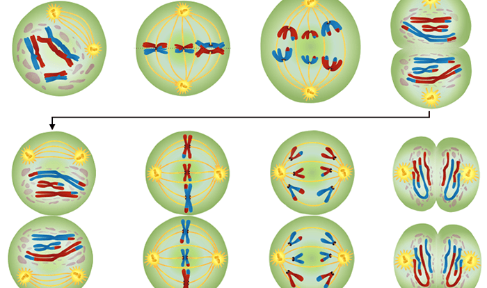 Biology meiosis worksheet answer key