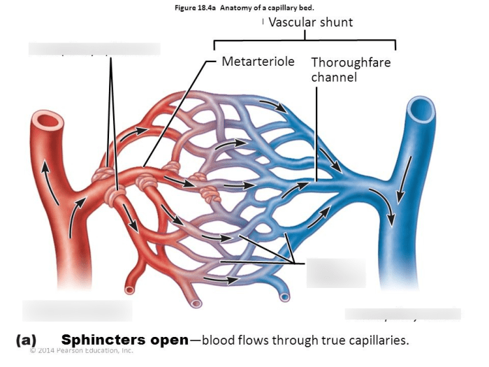 Capillary visualize nutrients gases