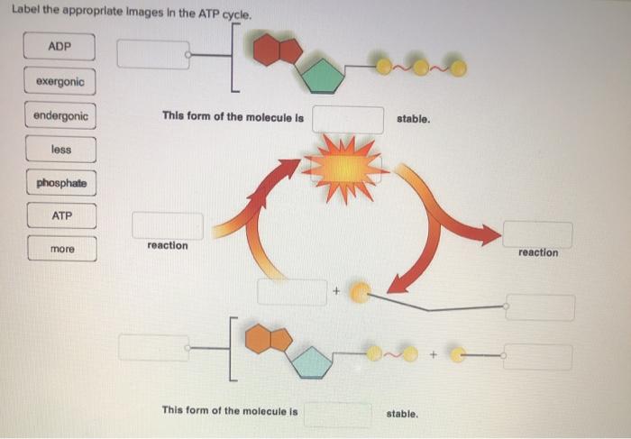 Label the appropriate images in the atp cycle.