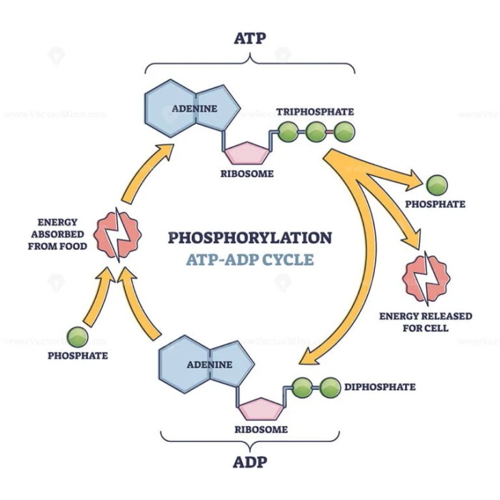 Label the appropriate images in the atp cycle.