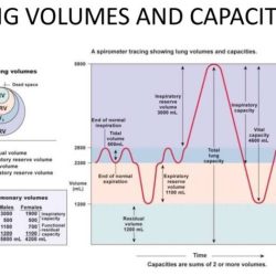 Lung volumes capacities