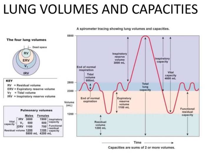 Lung volumes capacities